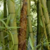 Madake Giant Japanese Timber Bamboo (Phyllostachys Bambusoides) - 3 Gallon Pot (2-4')