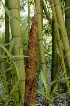 Madake Giant Japanese Timber Bamboo (Phyllostachys Bambusoides) - 2 Gallon Pot