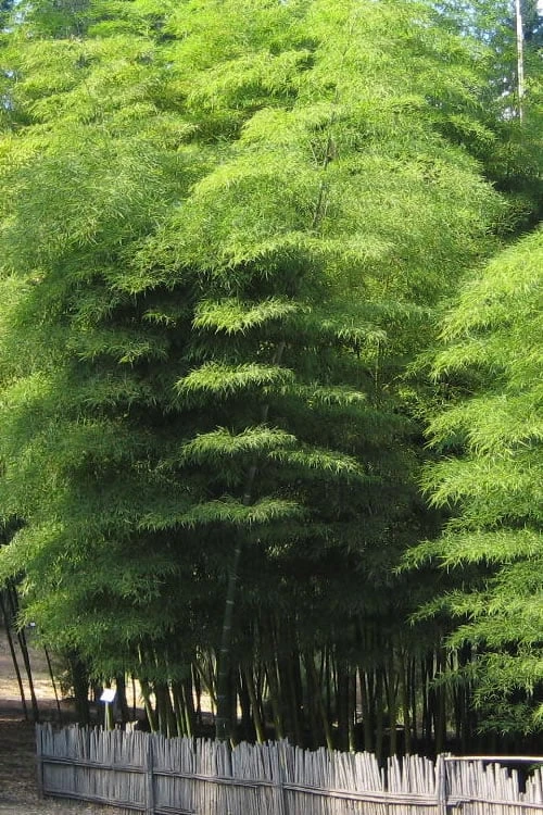Moso Giant Bamboo (Phyllostachys Edulis 'Moso') - 3 Gallon Pot (4-6') - Image 6