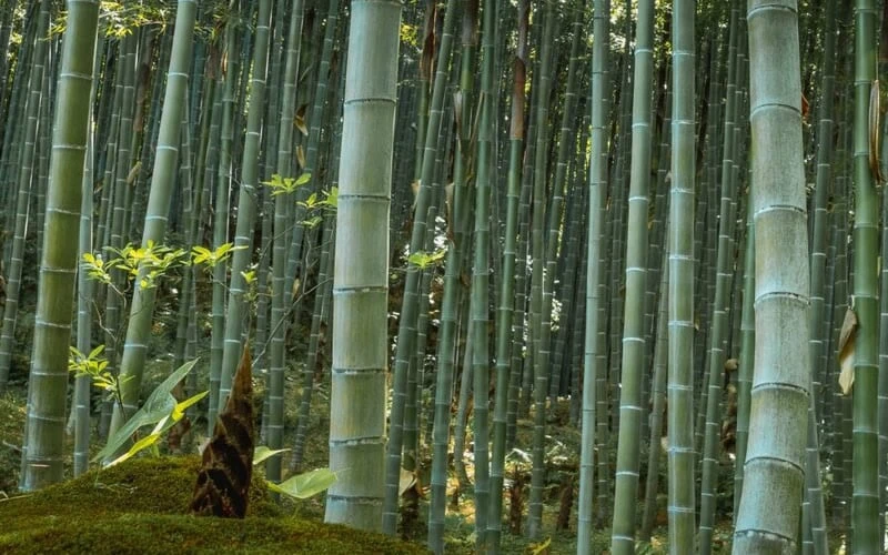 Moso Giant Bamboo (Phyllostachys Edulis 'Moso') - 3 Gallon Pot (4-6') - Image 5