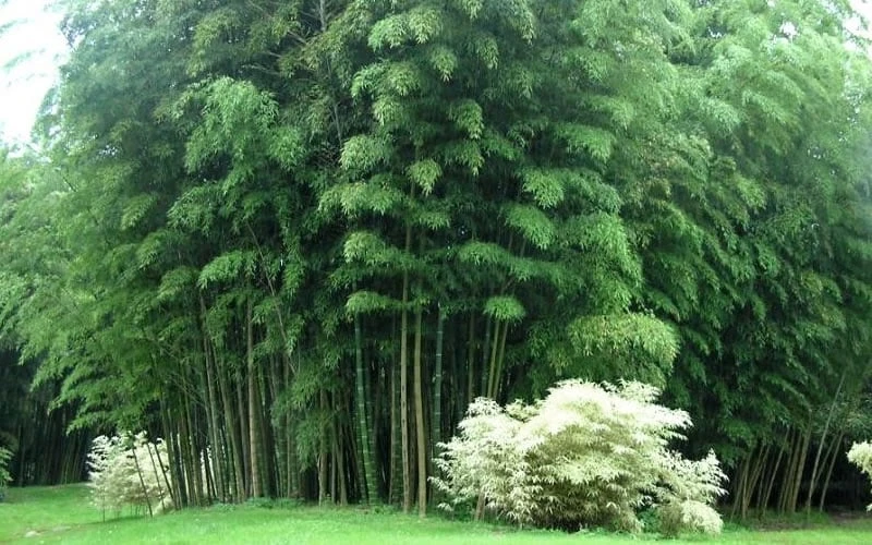 Moso Giant Bamboo (Phyllostachys Edulis 'Moso') - 3 Gallon Pot (4-6') - Image 8