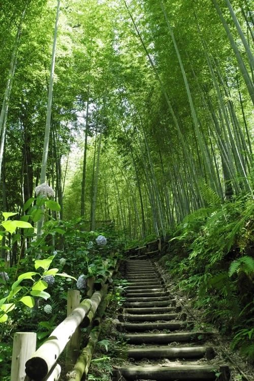 Moso Giant Bamboo (Phyllostachys Edulis 'Moso') - 3 Gallon Pot (4-6') - Image 11