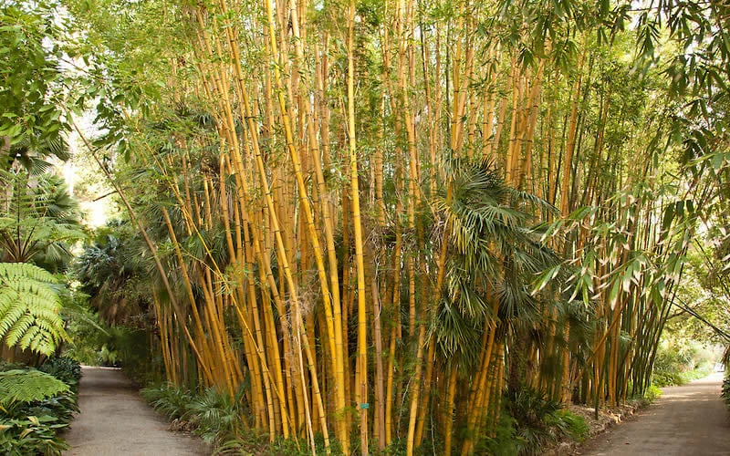 Robert Young Golden Bamboo - Phyllostachys Viridis 'Robert Young' - 3 Gallon Pot (2-4') - Image 4