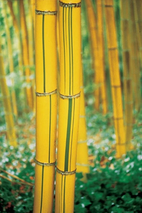 Robert Young Golden Bamboo - Phyllostachys Viridis 'Robert Young' - 3 Gallon Pot (2-4') - Image 6