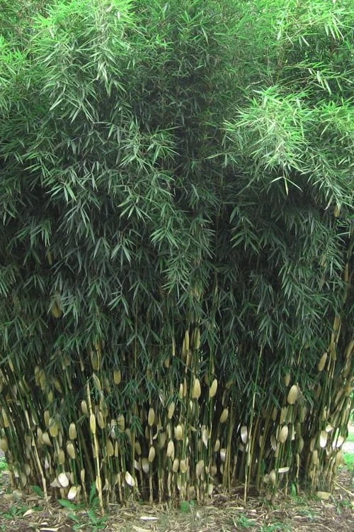 Robust Bamboo - Fargesia Robusta - 3 Gallon Pot - Image 6