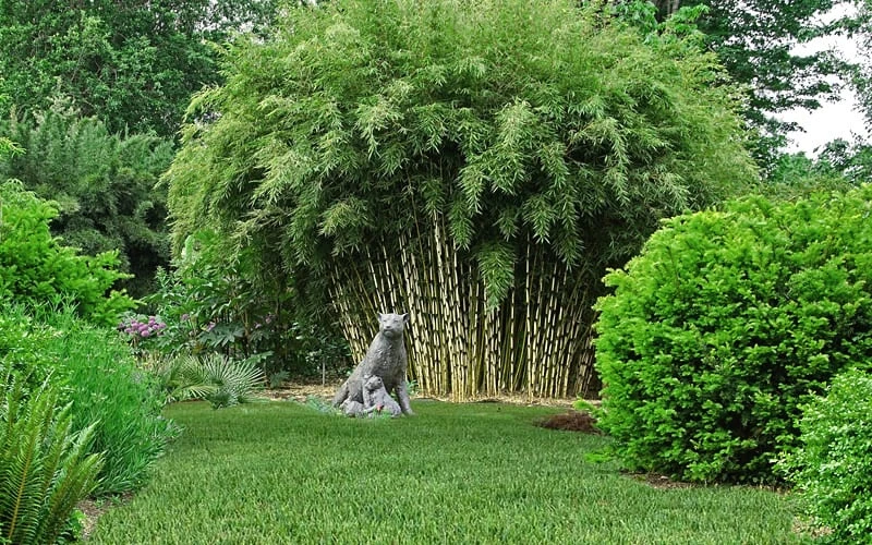 Robust Bamboo - Fargesia Robusta - 3 Gallon Pot - Image 4