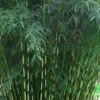 Robust Bamboo - Fargesia Robusta - 3 Gallon Pot