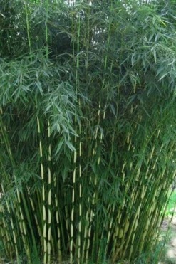 Robust Bamboo - Fargesia Robusta - 3 Gallon Pot