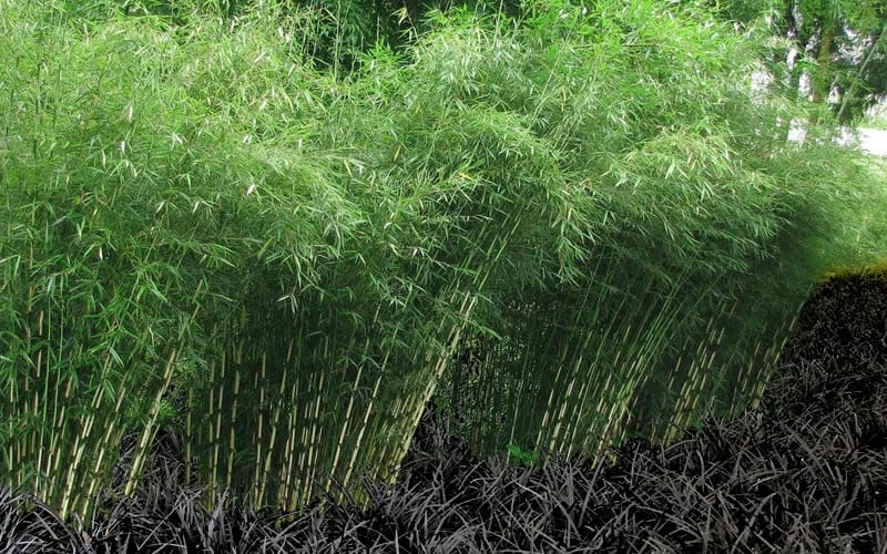 Robust Bamboo - Fargesia Robusta - 3 Gallon Pot - Image 5