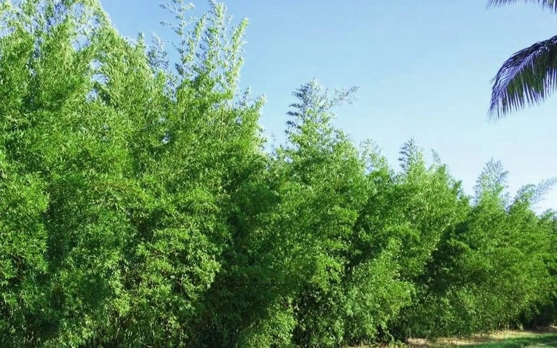 Seabreeze Bamboo - Bambusa Malingensis - 2 Gallon Pot - Image 5