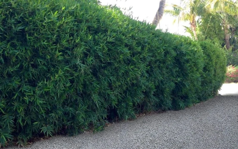 Seabreeze Bamboo - Bambusa Malingensis - 3 Gallon Pot - Image 5