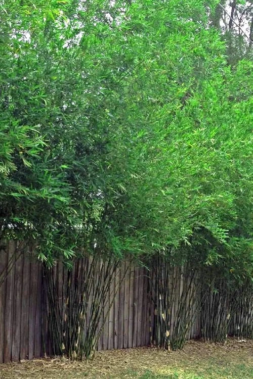 Seabreeze Bamboo - Bambusa Malingensis - 2 Gallon Pot - Image 4