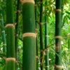 Solid Stem Bamboo - Phyllostachys Heteroclada - 3 Gallon Pot (4-6')