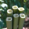 Square Stem Bamboo - Chimonobambusa Quadrangularis - 5 Gallon Pot