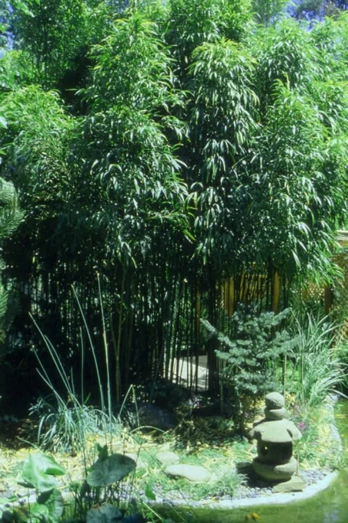 Golden Square Stem Bamboo (Chimonobambusa Quadrangularis 'Suow') - 5 Gallon Pot - Image 8