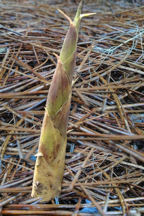 Sweet Shoot Bamboo - Phyllostachys Dulcis - 3 Gallon Pot - Image 6