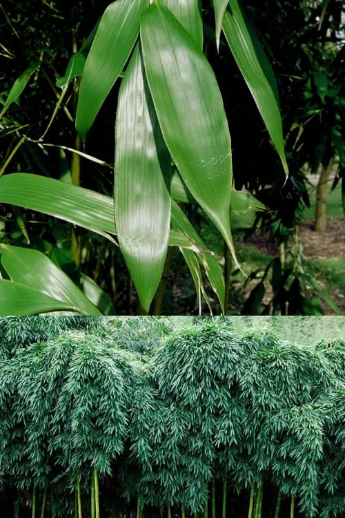 Sweet Shoot Bamboo - Phyllostachys Dulcis - 3 Gallon Pot - Image 5