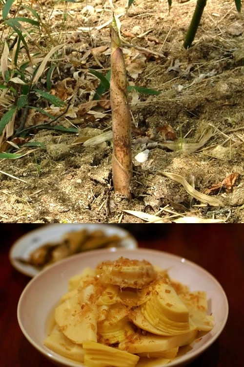 Sweet Shoot Bamboo - Phyllostachys Dulcis - 3 Gallon Pot - Image 4