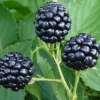 Natchez Thornless Blackberry - 3 Gallon Pot
