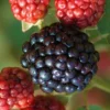 Osage Thornless Blackberry - 1 Gallon Pot