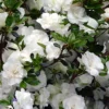 Snowball Bloom 'N Again Azalea - 6 Pack Of 1 Gallon Pots