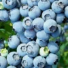 Brightwell Rabbiteye Blueberry - 1 Gallon Pot