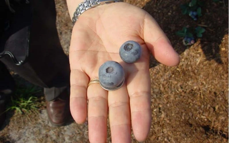 Titan Blueberry - 6 Pack Of 1 Gallon Pots - Image 5