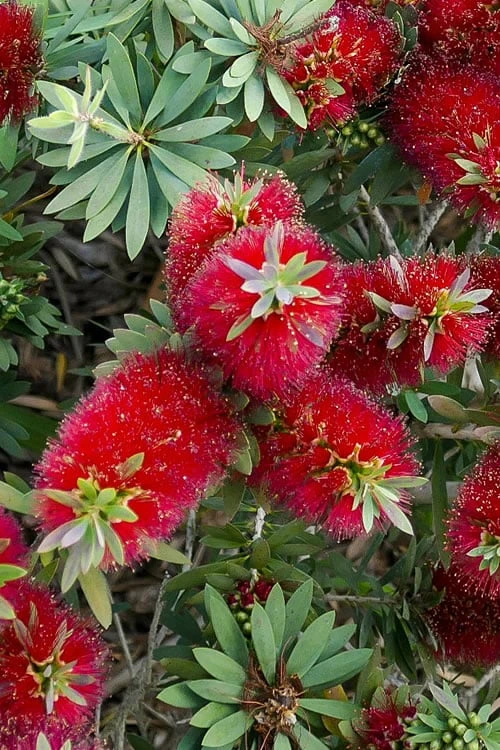 Little John Dwarf Red Bottlebrush (Callistemon Citinus) - 3 Gallon Pot - Image 5