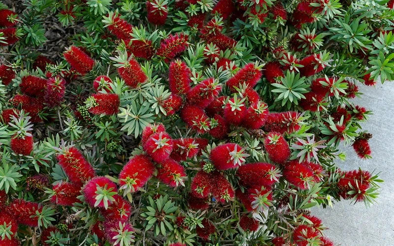 Little John Dwarf Red Bottlebrush (Callistemon Citinus) - 3 Gallon Pot - Image 6