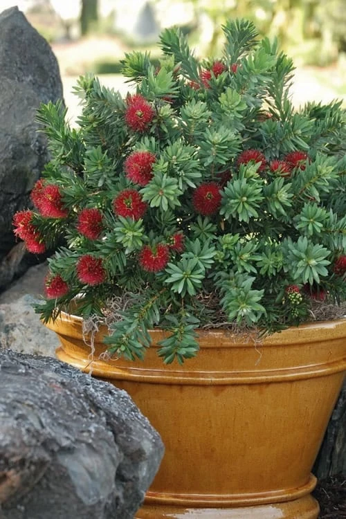 Little John Dwarf Red Bottlebrush (Callistemon Citinus) - 3 Gallon Pot - Image 4