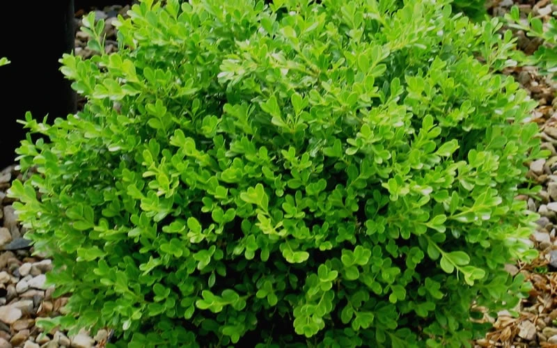 Franklins Gem Dwarf Boxwood - 6 Pack Of 1 Gallon Pots - Image 4