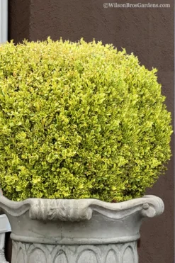 Golden Triumph Variegated Dwarf Boxwood - 6 Pack Of 1 Gallon Pots