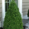 Green Mountain Boxwood - 1 Gallon Pot