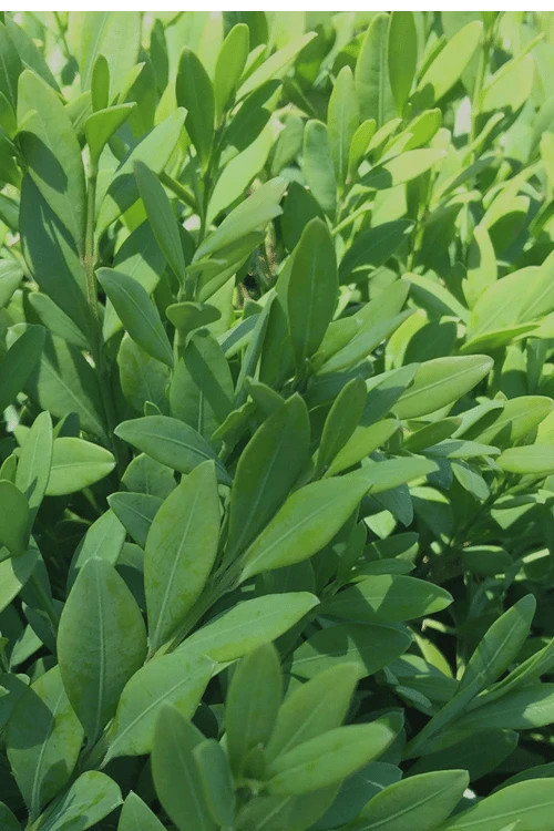 Green Mountain Boxwood - 5 Gallon Pot - Image 6