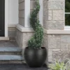 Green Mountain Boxwood Spiral Topiary - 5 Gallon Pot
