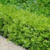 Japanese Boxwood - Buxus Microphylla - 1 Gallon Pot