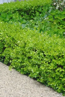 Japanese Boxwood - Buxus Microphylla - 1 Gallon Pot