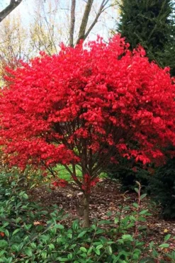 Burning Bush Tree (Single Trunk) - 3 Gallon Pot