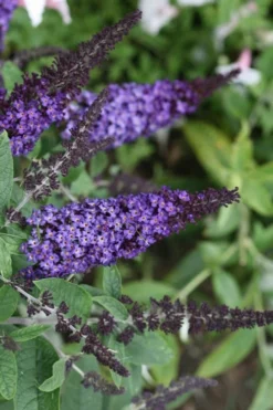 Pugster Blue Butterfly Bush - Buddleia - 2 Gallon Pot