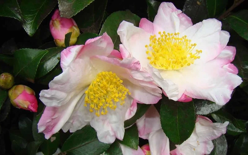 Apple Blossom Camellia Sasanqua - 1 Gallon Pot - Image 5