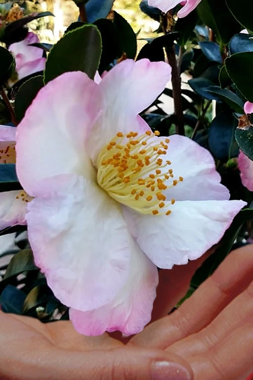 Apple Blossom Camellia Sasanqua - 1 Gallon Pot - Image 4
