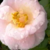 April Blush Cold Hardy Pink Camellia Japonica - 1 Gallon Pot