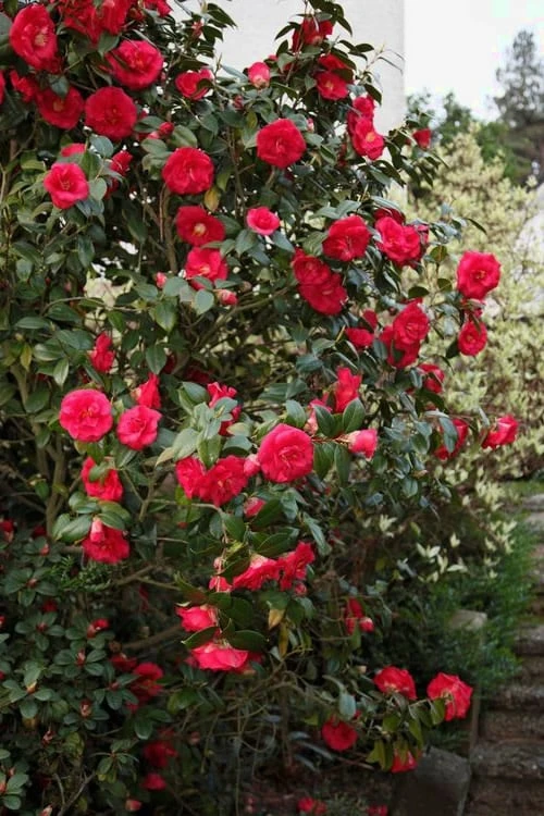 April Tryst Camellia Japonica - 2 Gallon Pot - Image 4