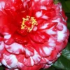 Bobbie Fain Red & White Variegated Camellia Japonica - 3 Gallon Pot
