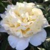 Brushfield Yellow Camellia Japonica - 1 Gallon Pot