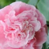 Debutante Pink Camellia Japonica - 3 Gallon Pot