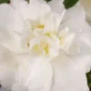Diana Camellia Sasanqua - 1 Gallon Pot