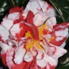 Dixie Knight Supreme Camellia Japonica - 3 Gallon Pot