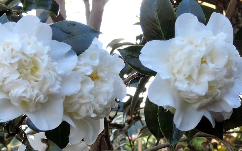 Fifth Avenue White Camellia Japonica - 3 Gallon Pot - Image 5