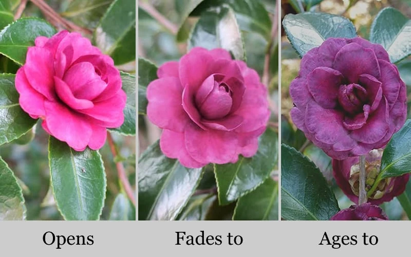 Green's Blues Dwarf Camellia Sasanqua - 3 Gallon Pot - Image 4